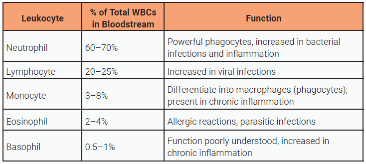 Table listing the different white blood cell types, their proportion in the blood, and function.