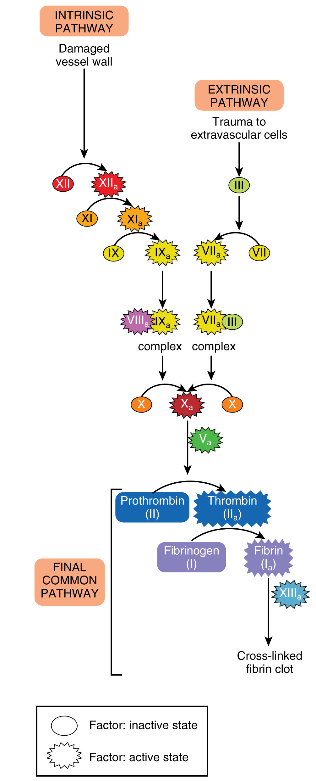 Diagram showing the blood clotting pathways that end up with fibrin formation.