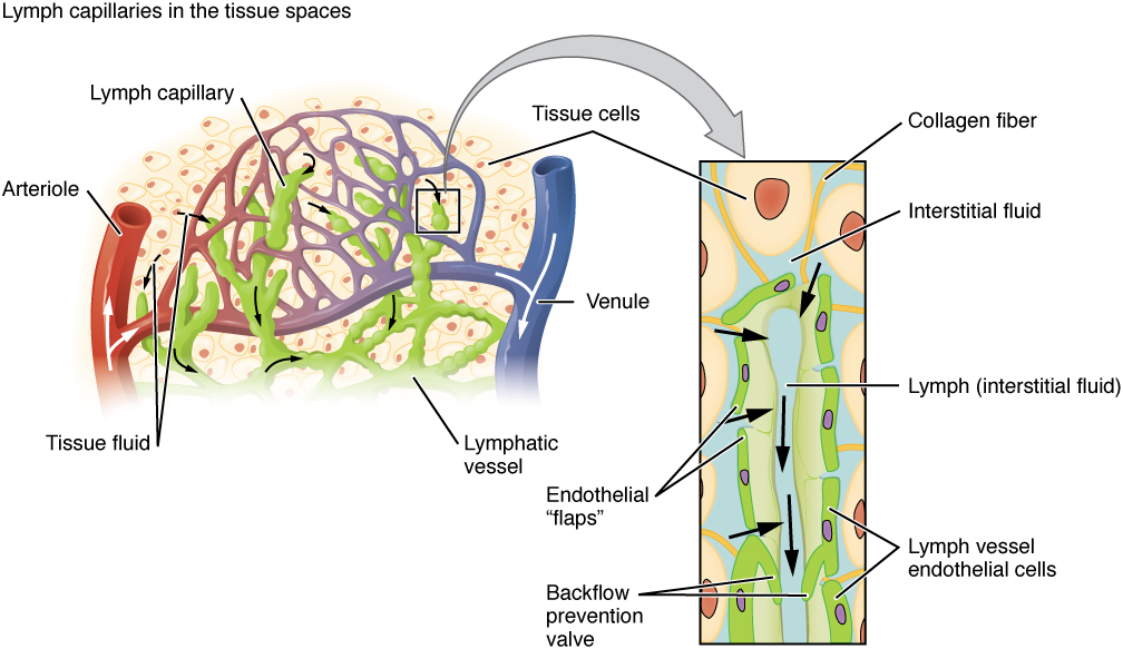 Diagram of lymphatic capillaries.