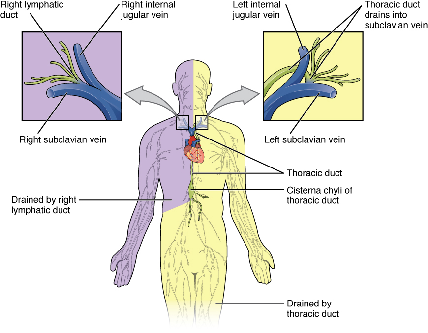 Diagram showing the pattern of lymphatic drainage in the human body.