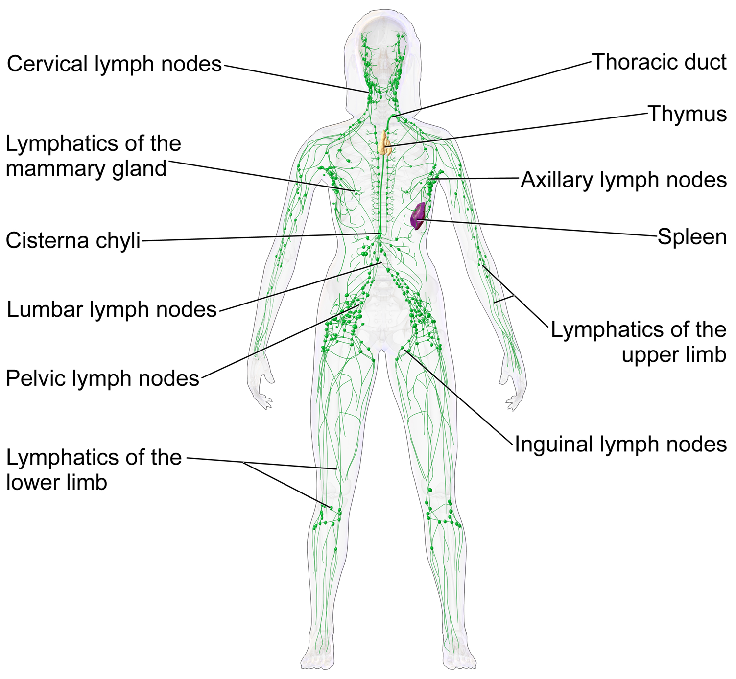 Diagram of a female human lymphatic system.