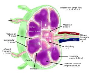 Diagram of a lymph node.