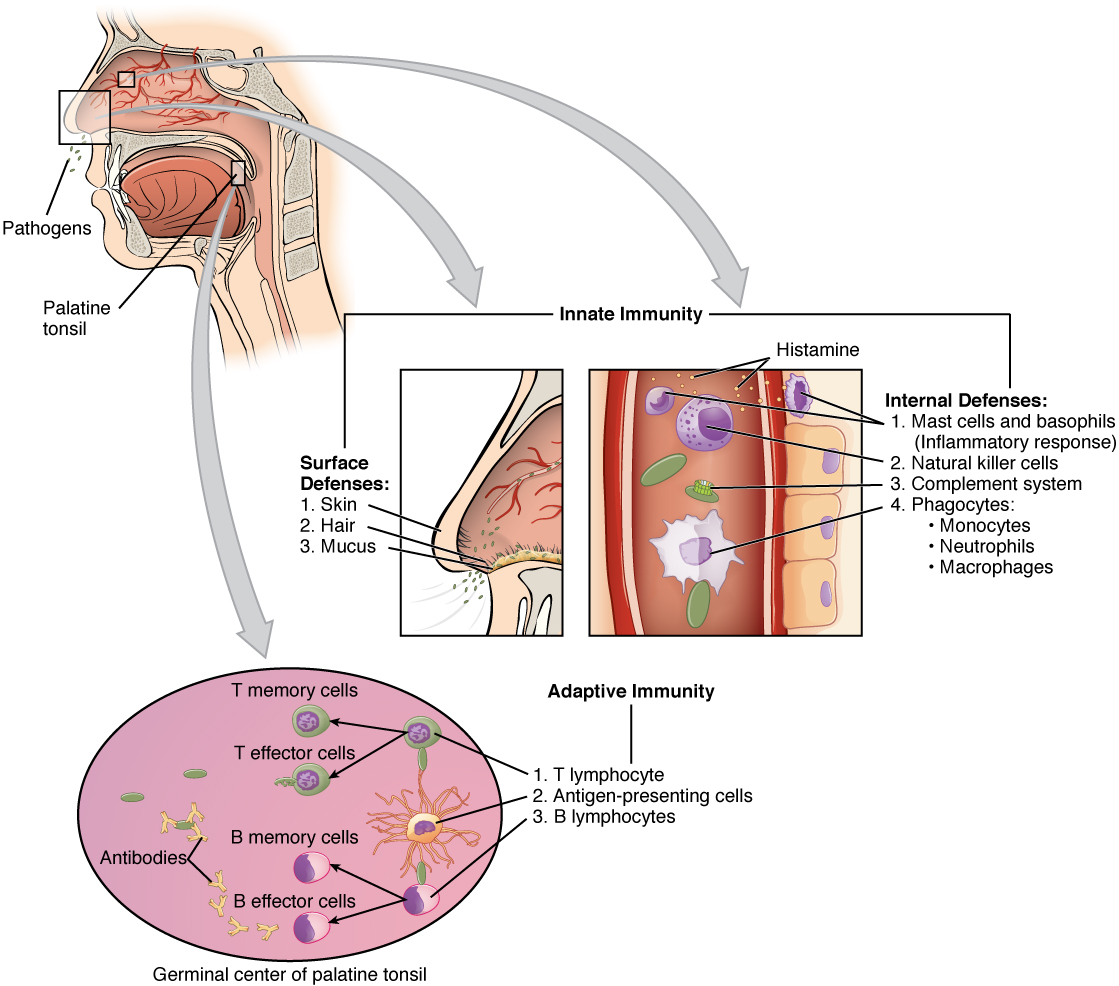 Diagram showing innate and adaptive immune responses.