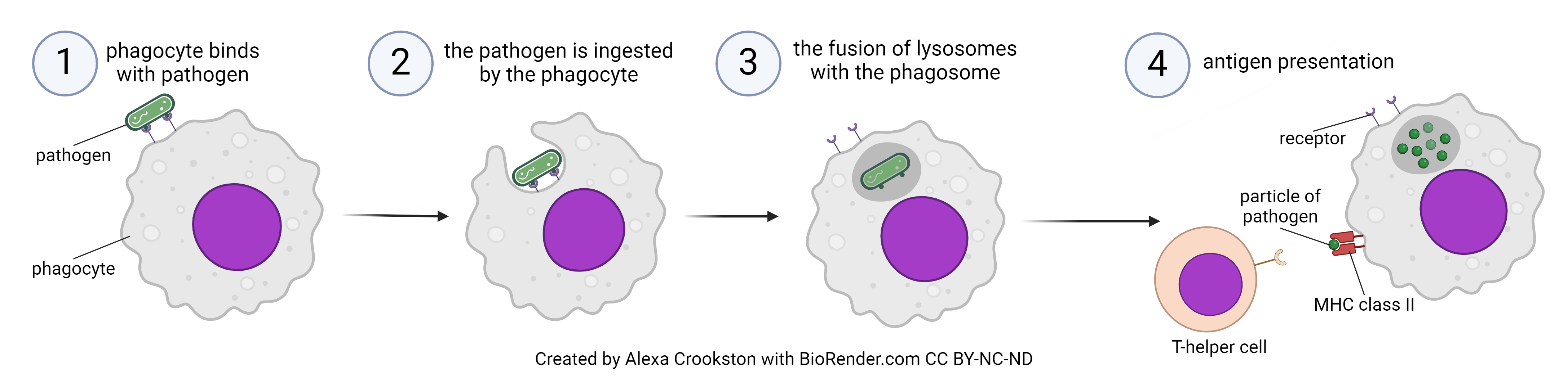 Diagram showing the process of phagocytosis.