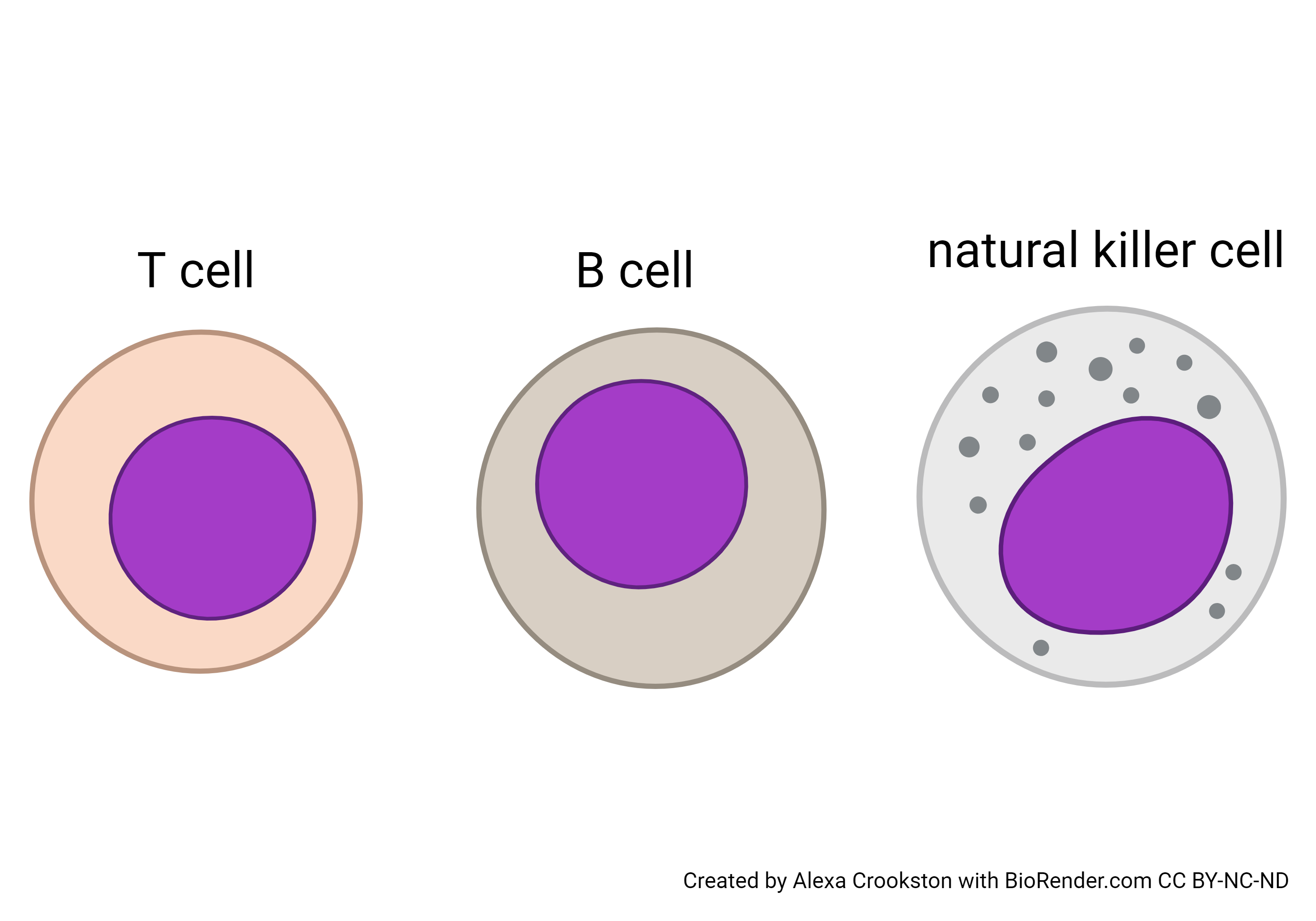 Diagram of the three types of lymphocytes.