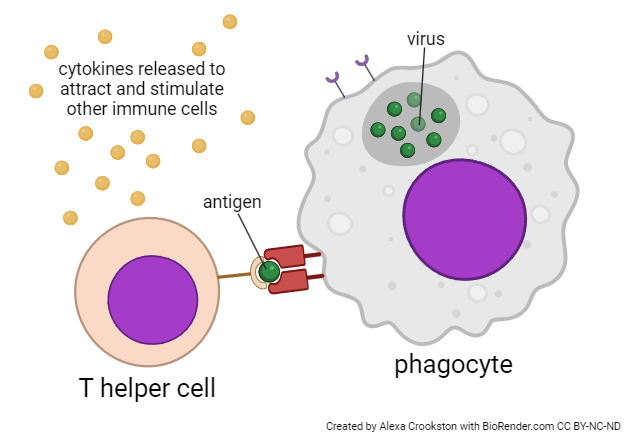 Diagram showing how a T helper cell works.