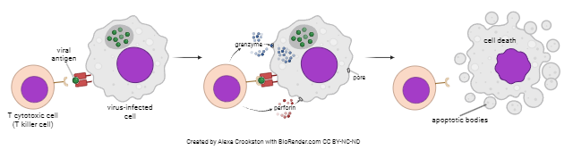 Diagram showing how T cytotoxic cells work.