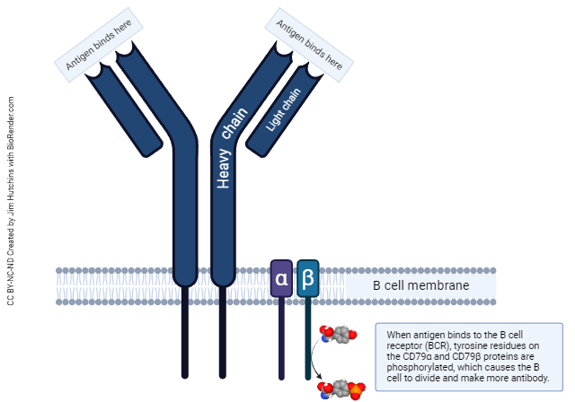 Diagram of a B cell receptor (BCR) complex.