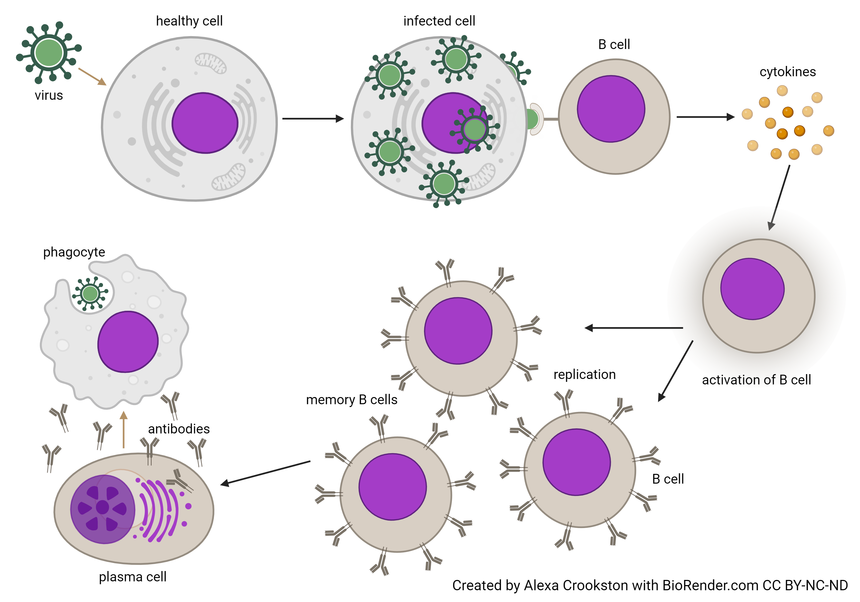 Diagram showing how plasma cells (activated B cells) and B memory cells are generated.