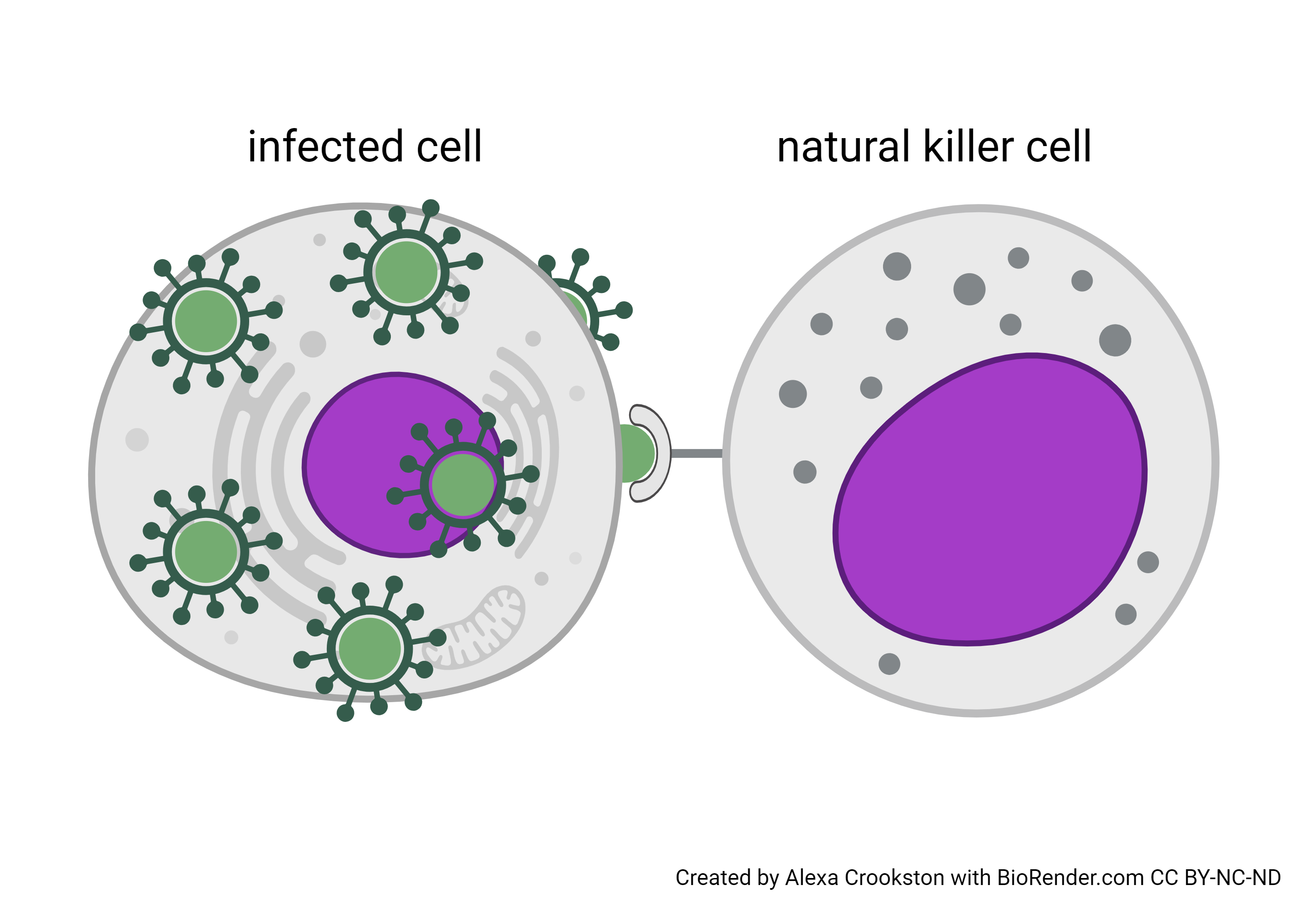 Diagram showing the natural killer cell.