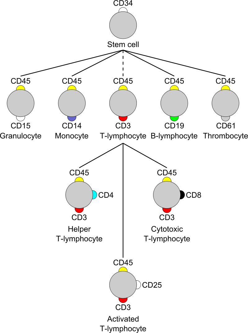 Diagram showing the origins of T cells that carry different CD markers on their surface.