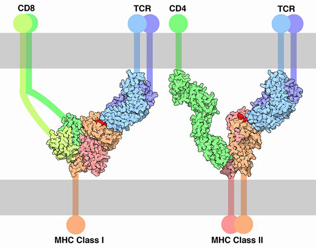 Diagram of the shape and function of MHC I and MHC II molecules.