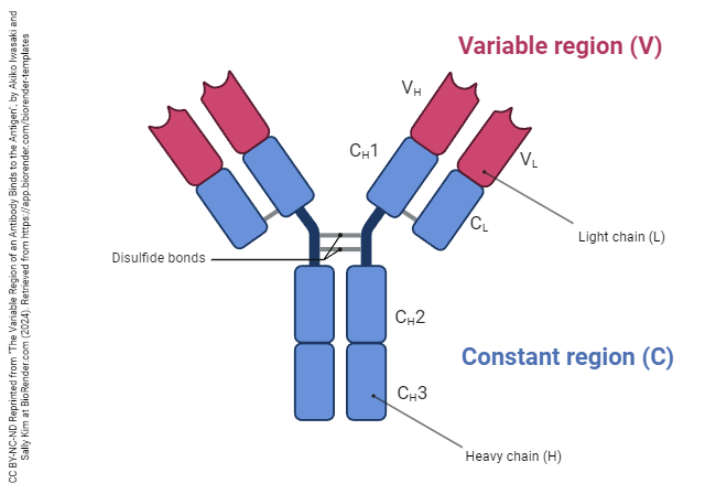 Diagram showing the parts of an immunoglobulin molecule.