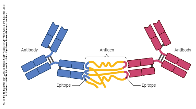 Diagram showing how antibodies bind to antigens.