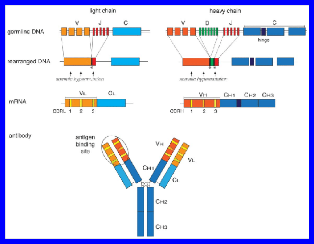 Diagram showing how genes are "shuffled" to produce 3B varieties of antigen-binding sites