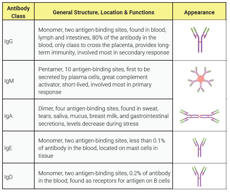 Table showing the different classes of immunoglobulins.