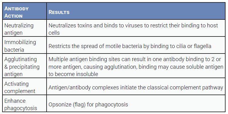 Table listing the different actions taken by antibodies.