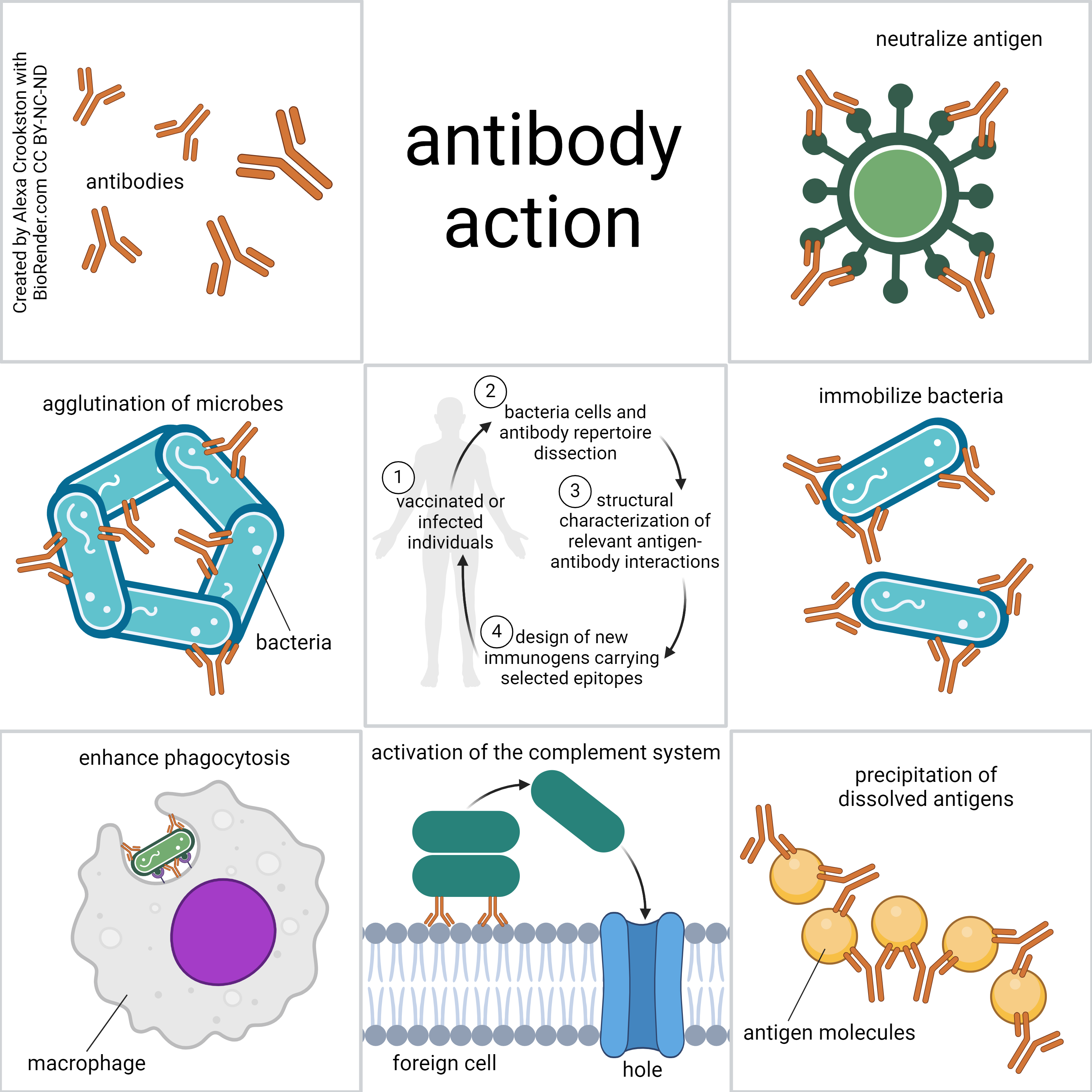 Diagram summarizing the different action of antibodies.