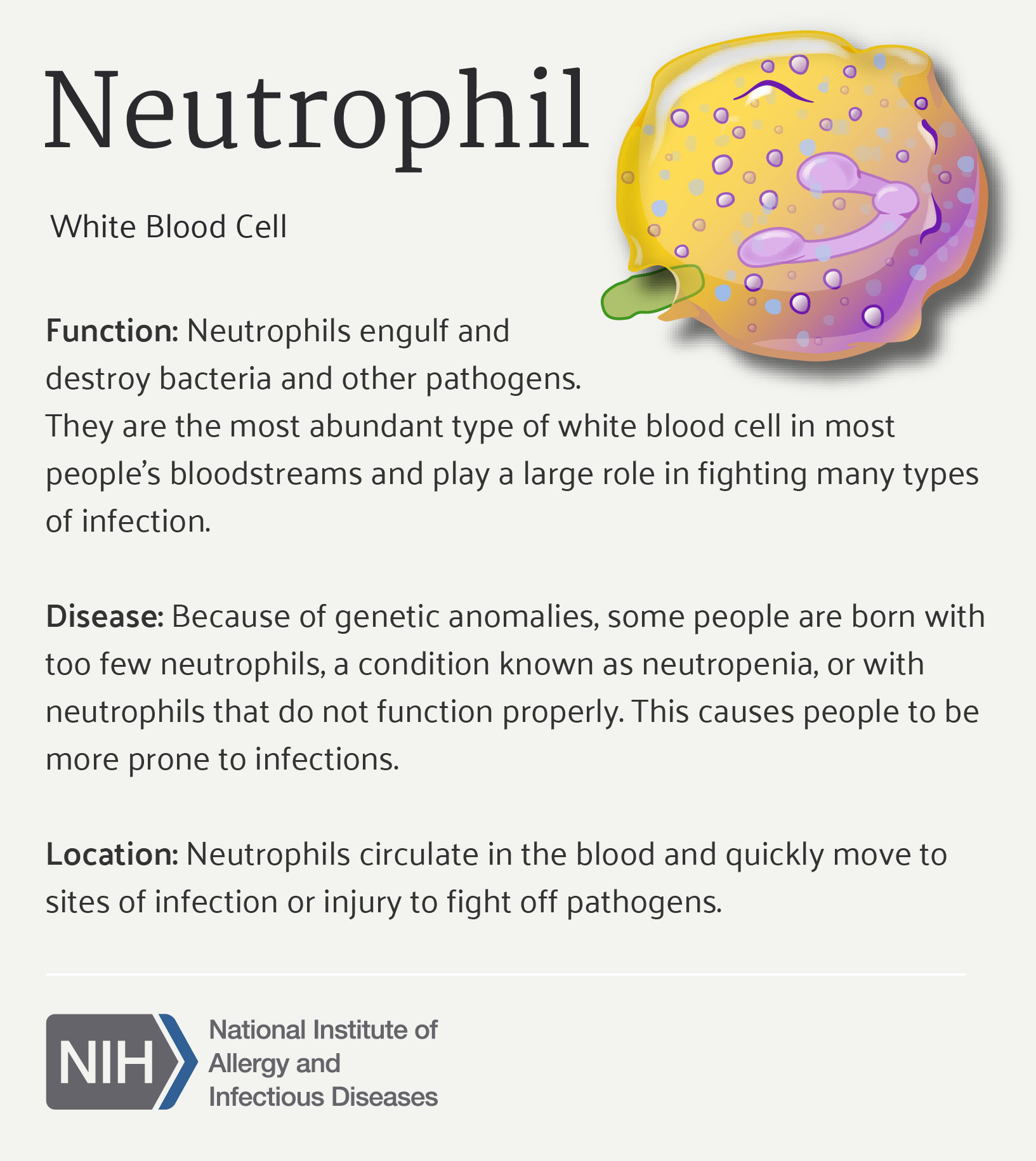 Infographic giving information about neutrophils.