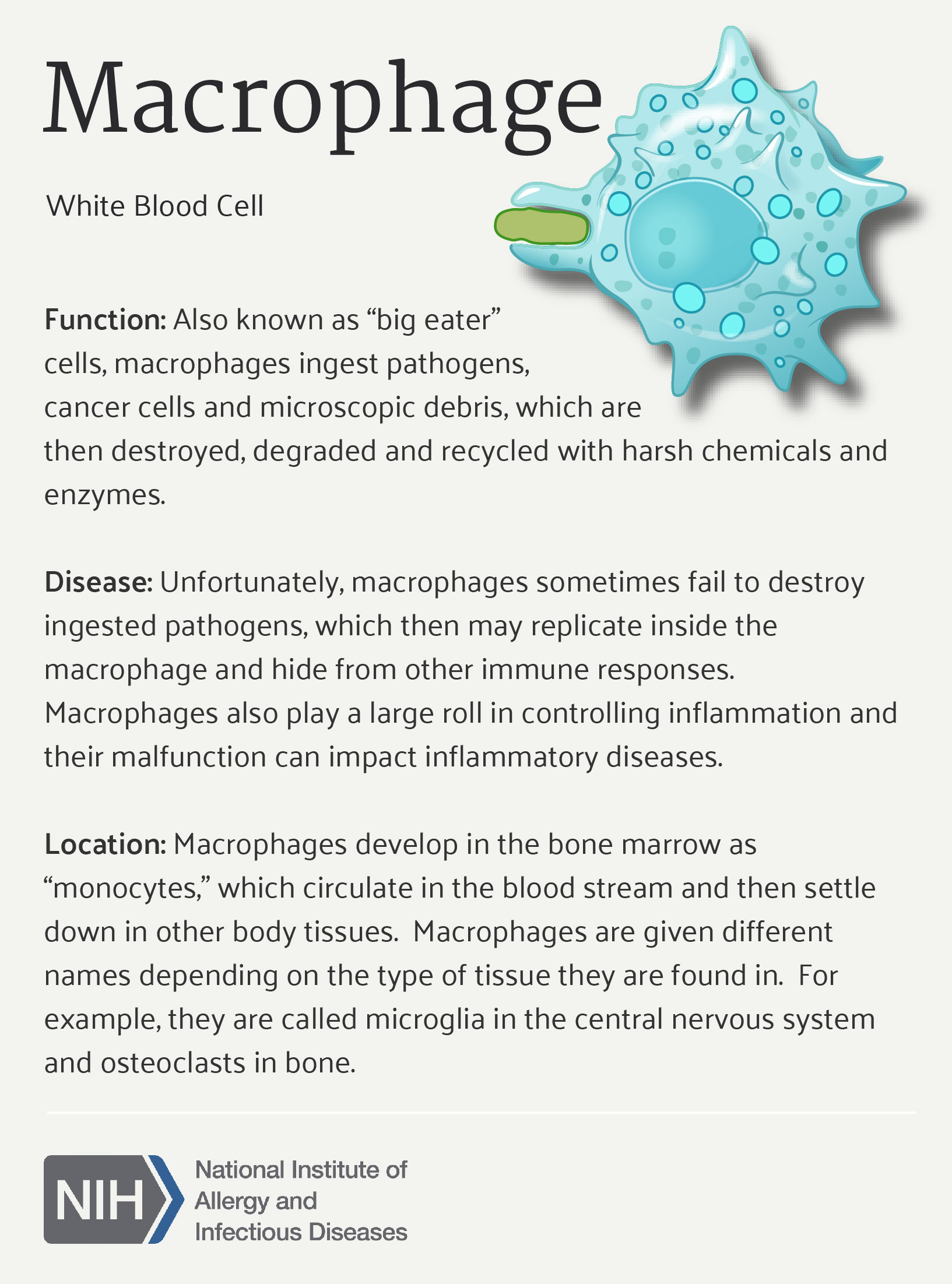 Infographic listing properties of macrophages.