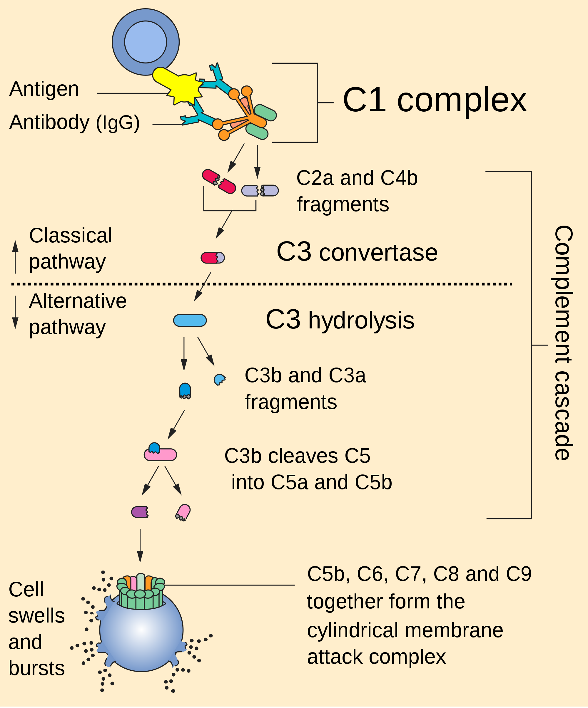 Diagram showing the components of the complement pathway.