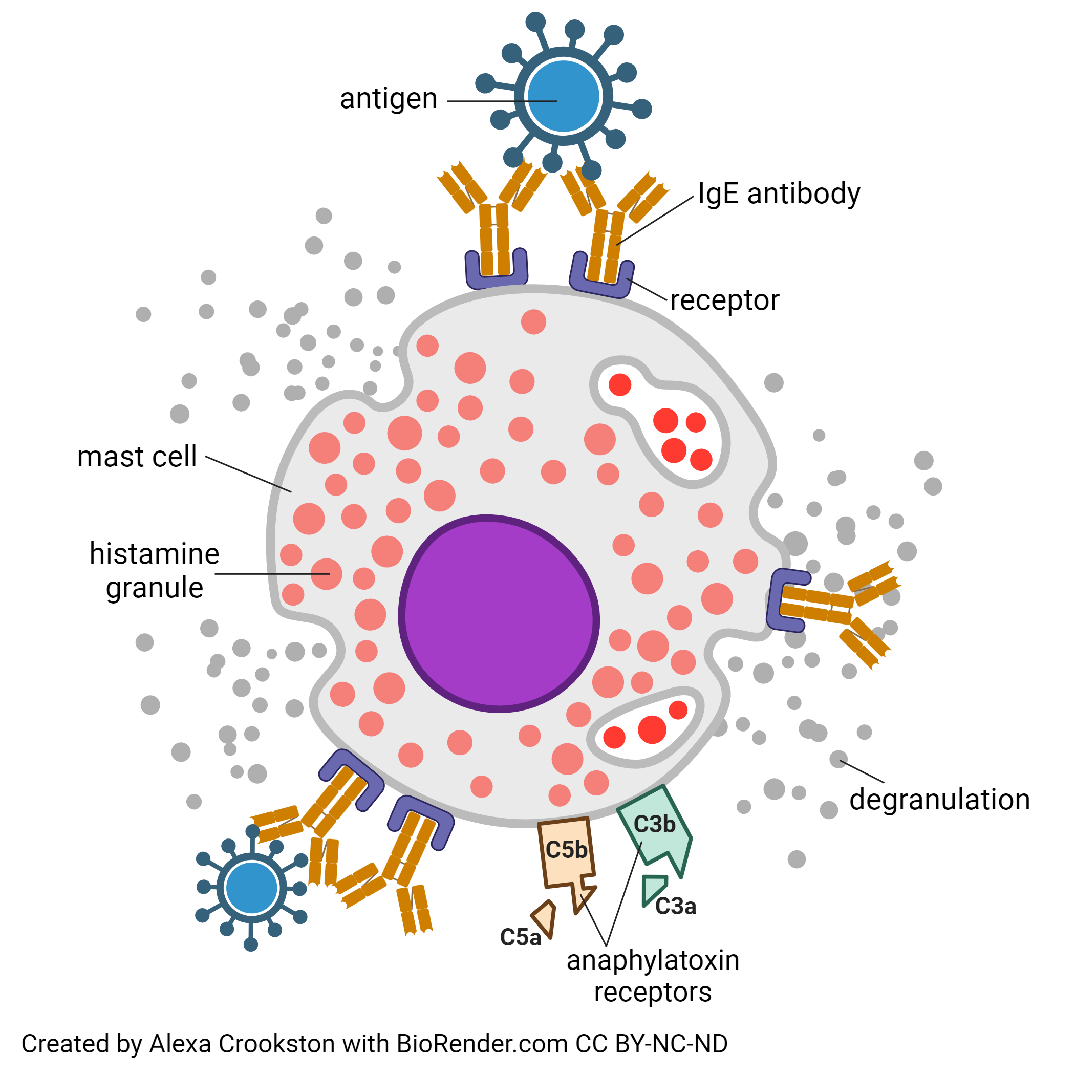 Diagram showing the cellular events in anaphylaxis.