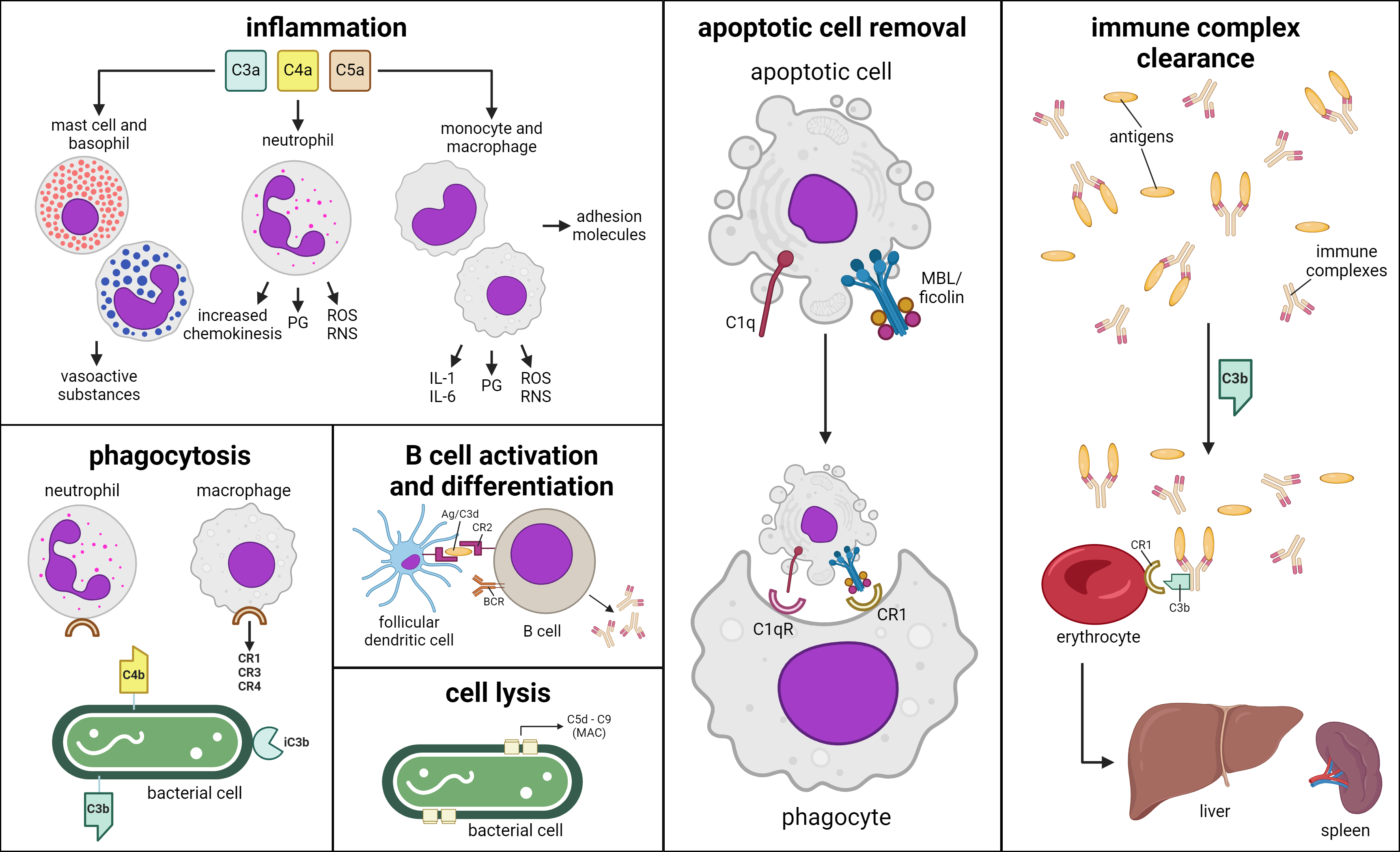 Composite diagram showing the functions of different parts of the complement system.