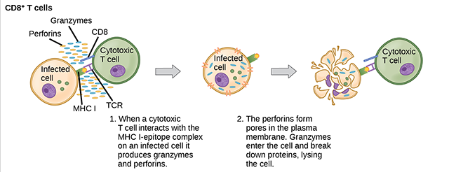 Diagram of the response of a T cytotoxic cell to the formation of a complex with MHC class I molecules.