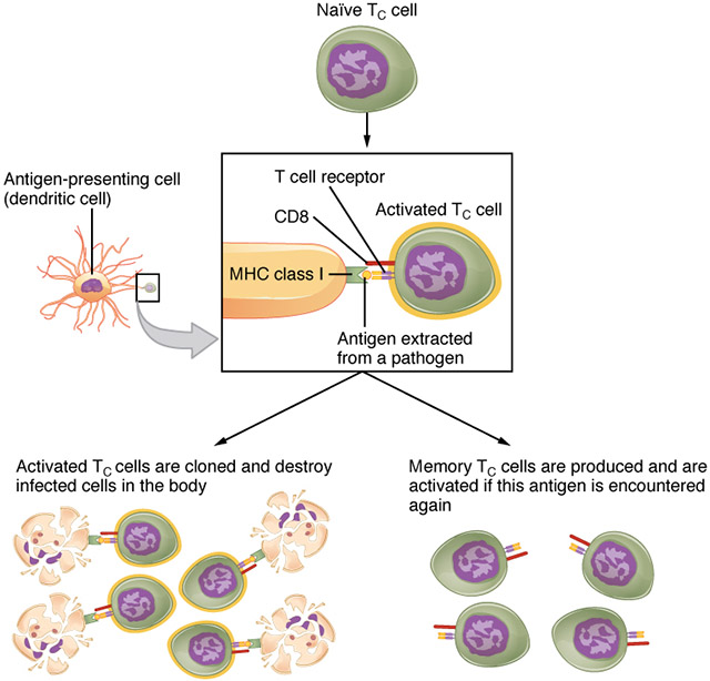 Diagram of the clonal expansion of T cytotoxic cells into activated and memory T cytotoxic cell populations.