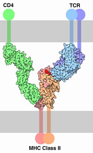 Diagram showing a complex between the CD4, TCR/CD3, antigen, and MHC class II molecules.