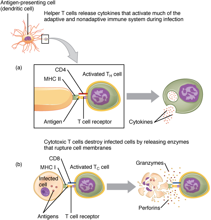 Diagram showing the molecular events in antigen presentation.