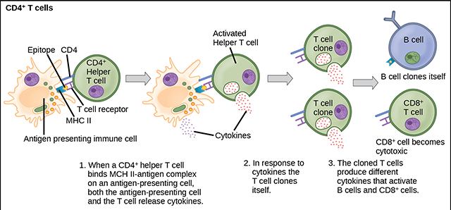 Diagram showing how T helper cells respond to MHC class II antigen presentation.