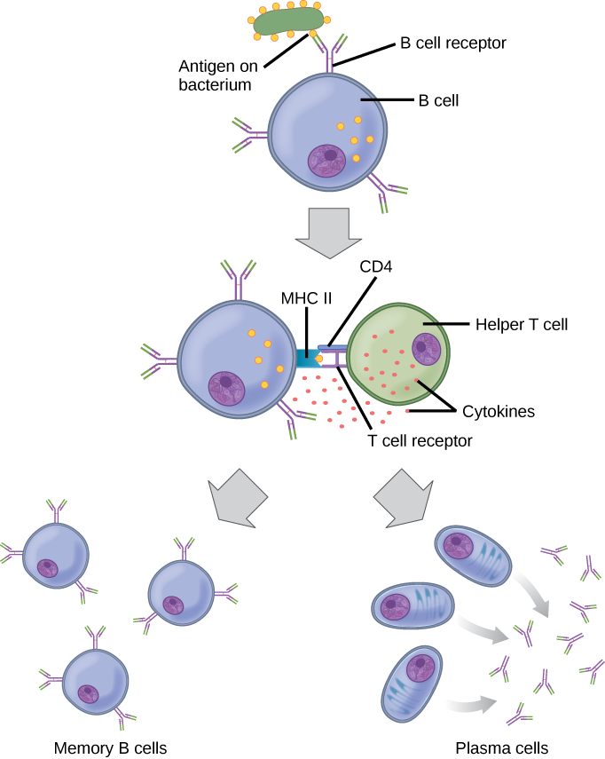 Diagram showing the molecular events that follow binding of an MHC class II molecule.