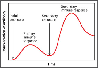 Graph showing the levels of antibodies in the primary and secondary immune response.