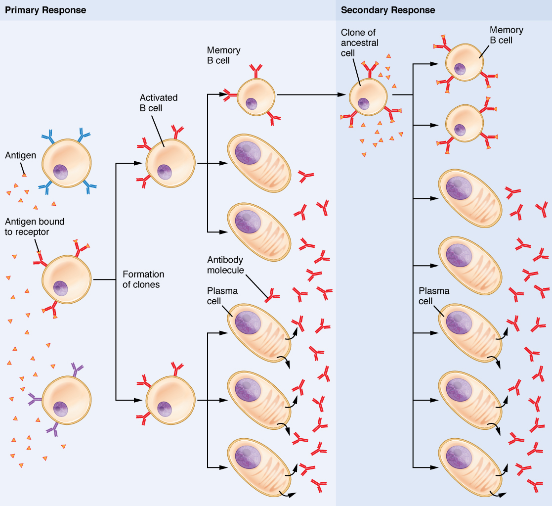 Diagram showing the formation of B memory cells in the primary and secondary response.