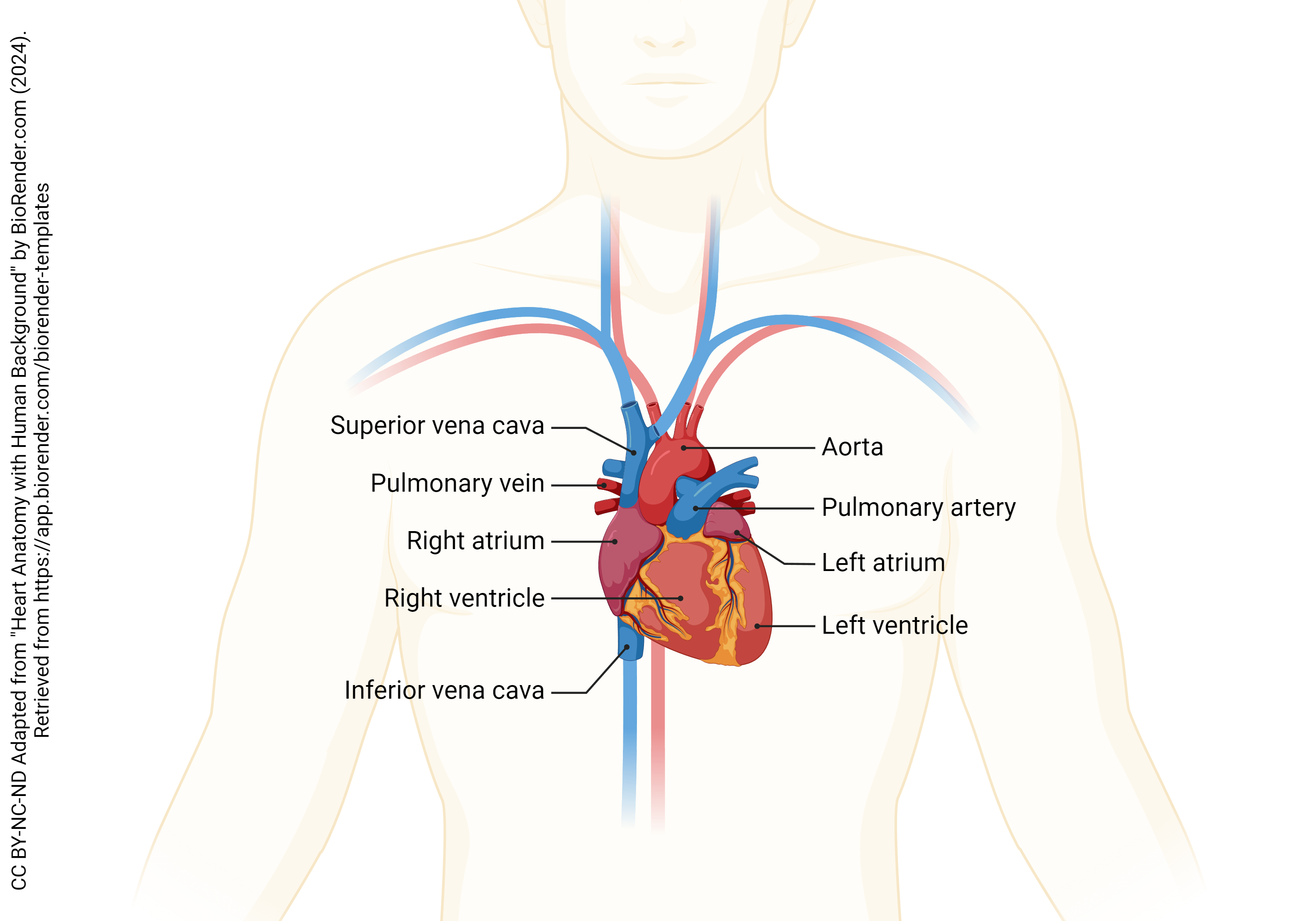 Diagram of the heart showing its major parts.