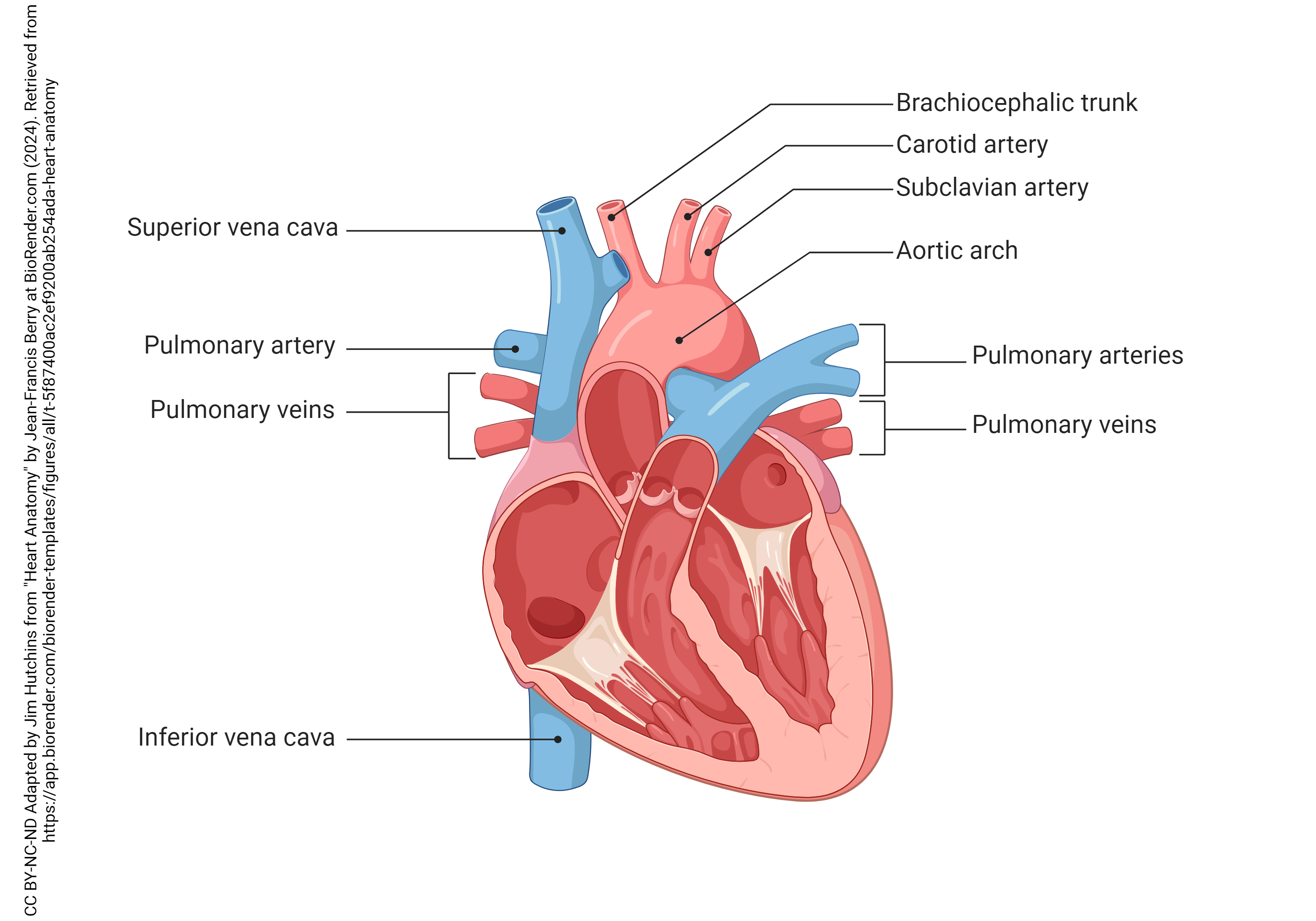 Diagram showing the great vessels of the heart.