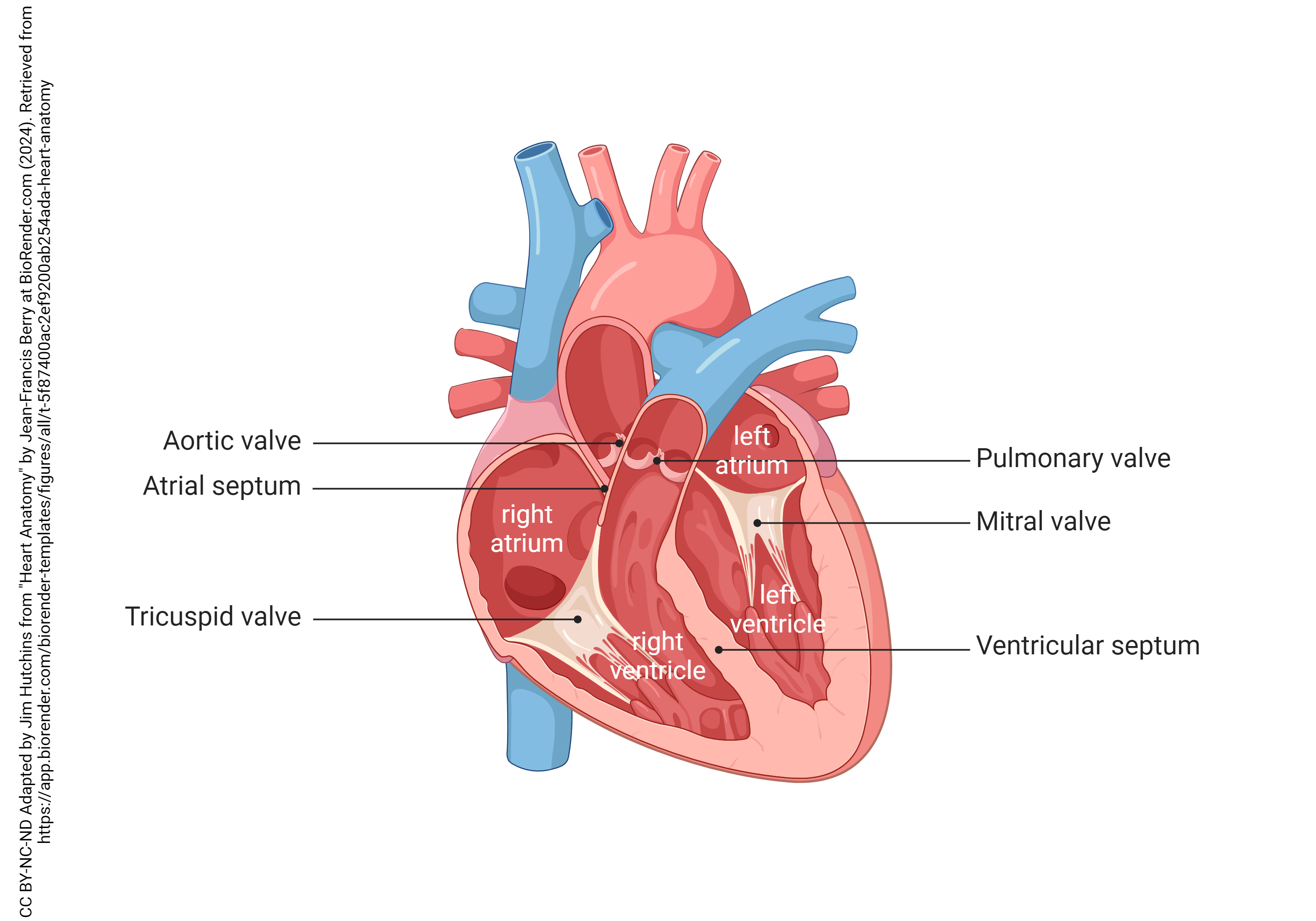 Diagram showing the chambers and valves of the heart.