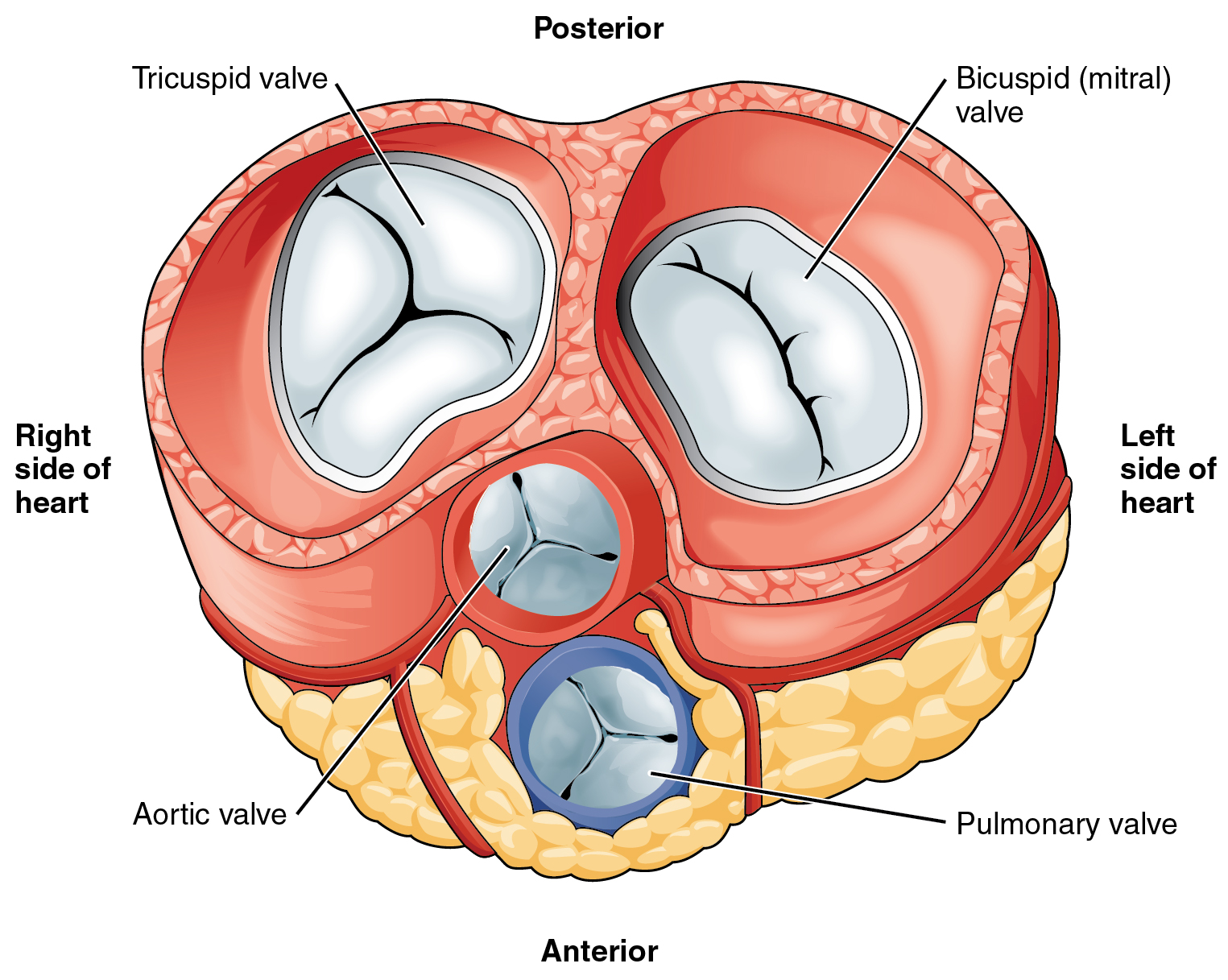 Diagram showing the valves of the heart.