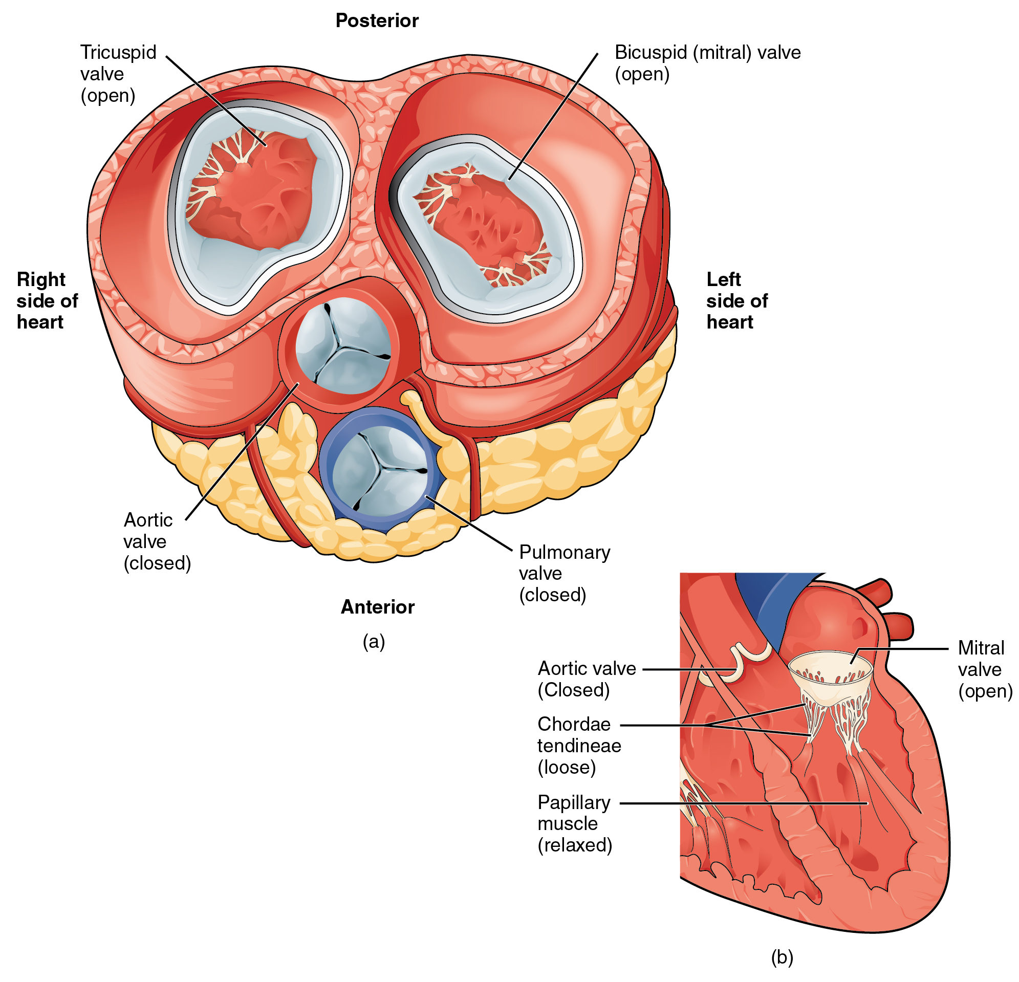 A diagram of the heart valves, focusing on the atrioventricular (mitral and tricuspid) valves.