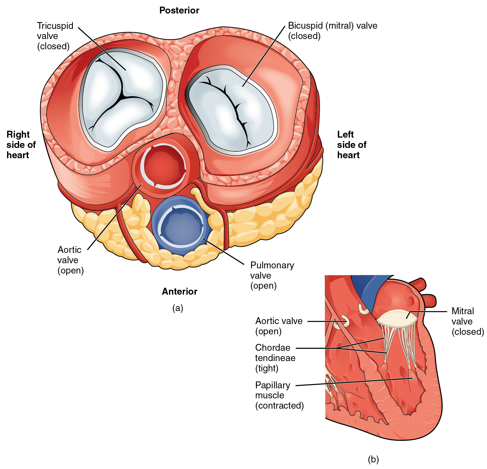 Diagram of the heart valves, focusing on the outflow (aortic and pulmonary) valves.