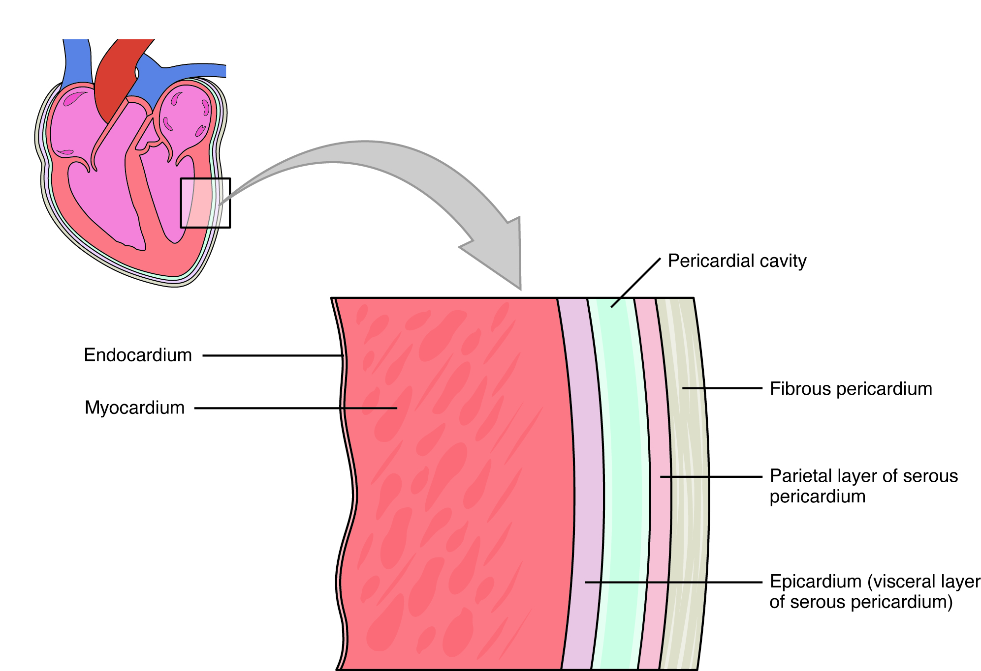 Diagram of the heart wall showing its layers.