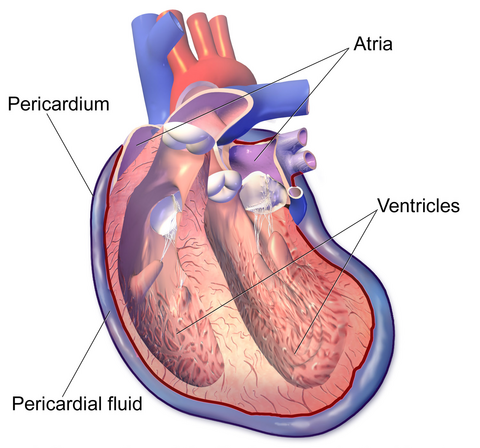 Diagram showing the pericardium.