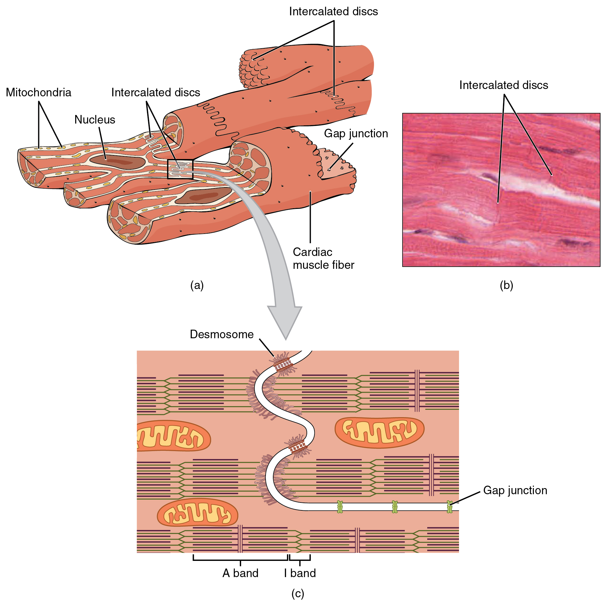 Diagram showing the cellular and subcellular structure of the heart muscle.