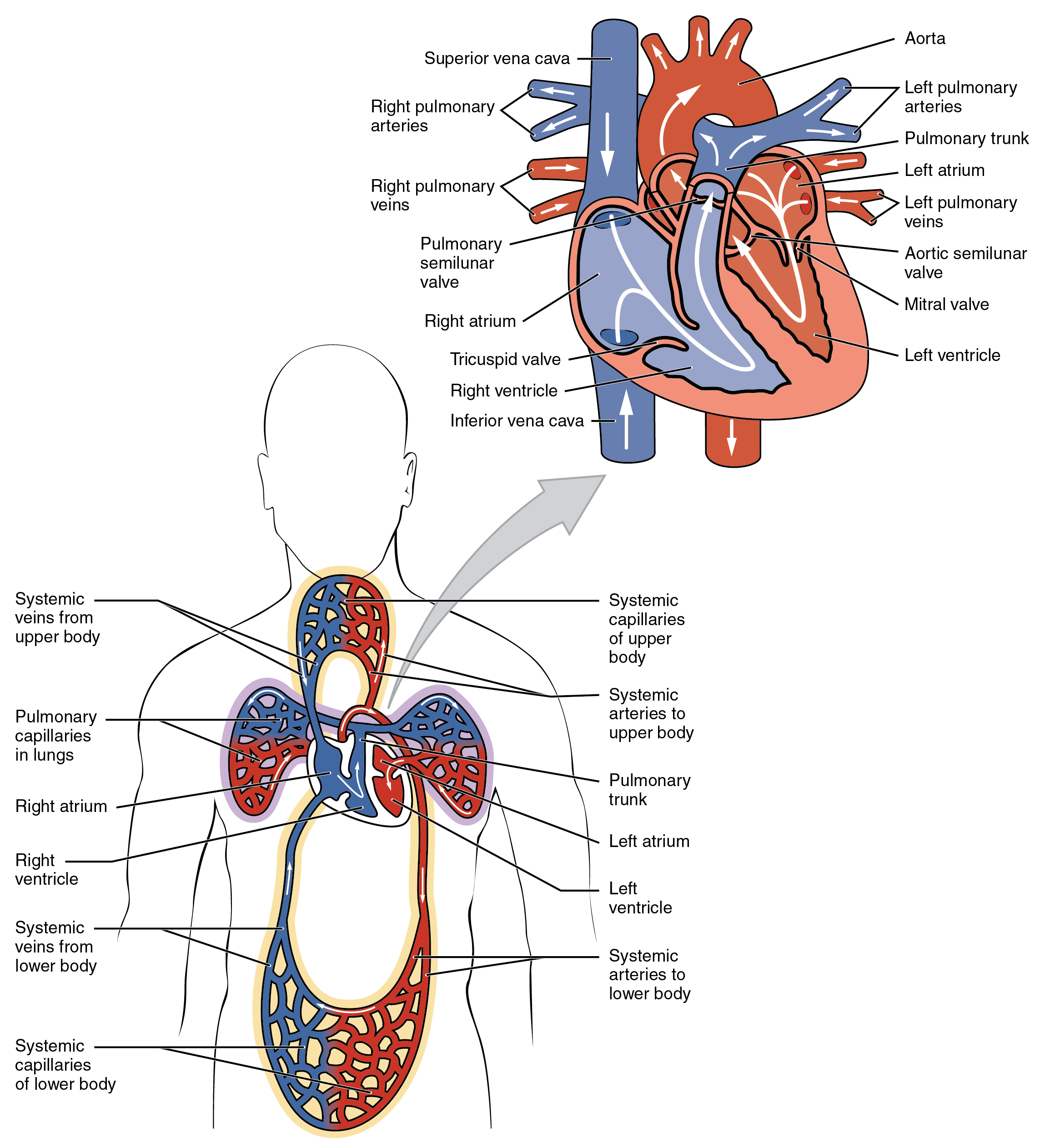 Diagram of blood flow through the heart and through the pulmonary and systemic circuits.