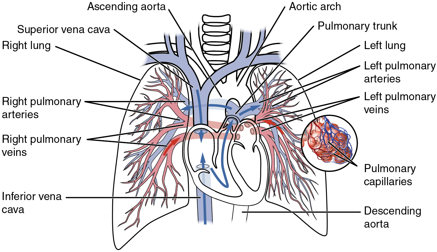 Diagram showing the direction of blood flow in the pulmonary circuit.