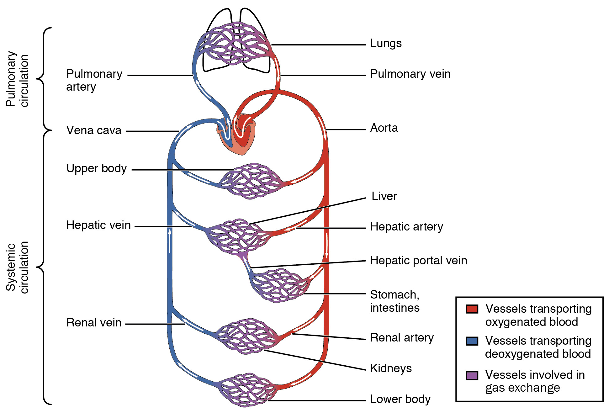 Diagram showing how blood flows through the systemic circuit.