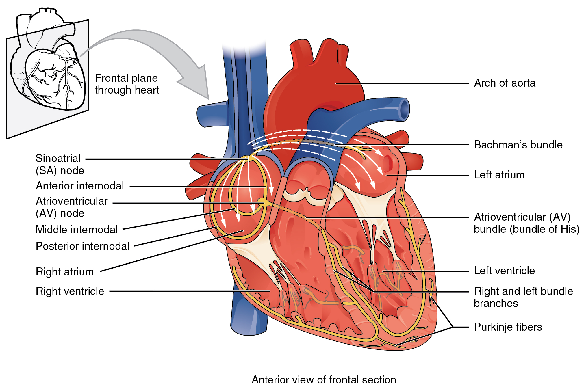 Diagram showing how electrical activity spreads over the surface of the heart.