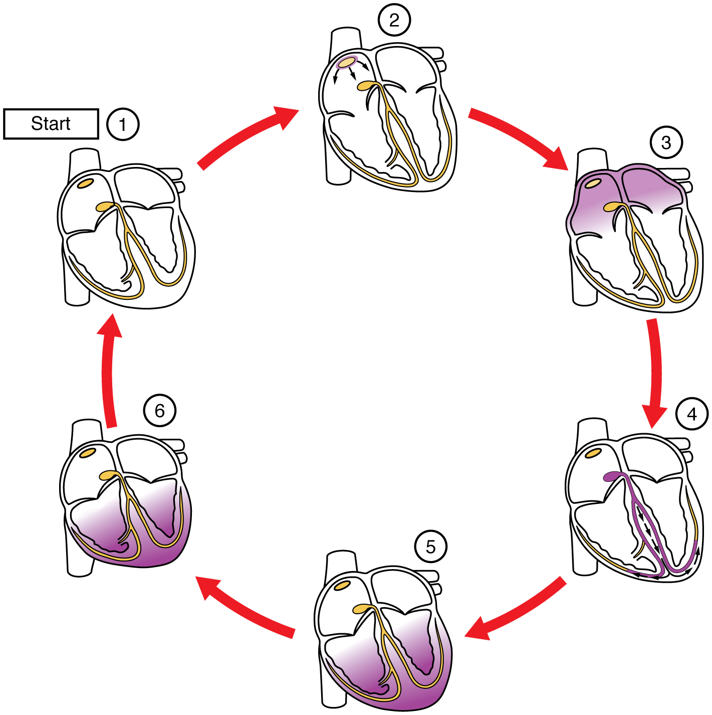 Diagram showing the spread of electrical activity over the surface of the heart.