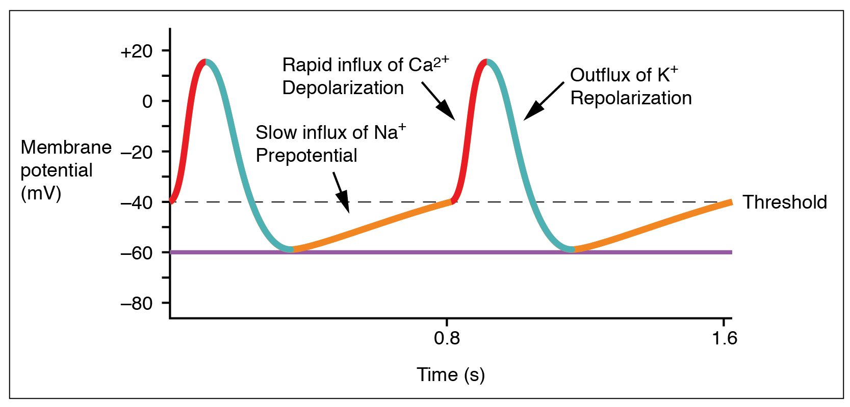 Graph showing the voltage inside a cardiac pacemaker cell over time.